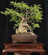 Bonsai Asem Jawa Dari Nol